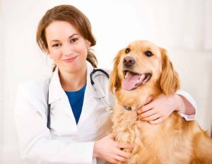 how to become veterinary doctor in India